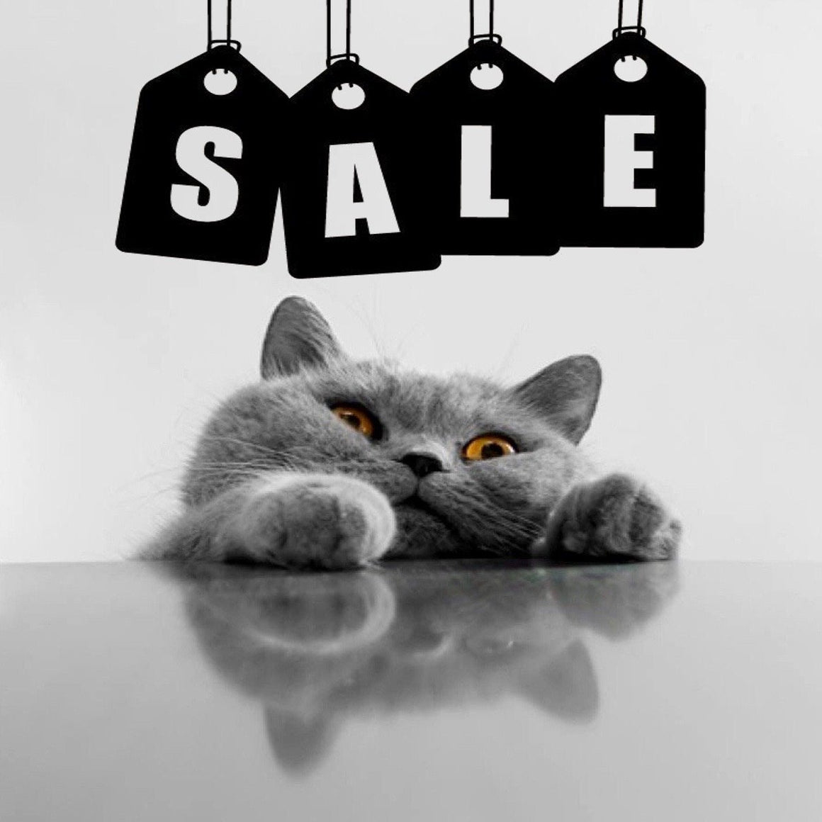 Kitty Kat Accessories Clearance Sale